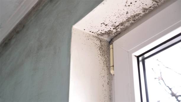 Best Affordable Mold Removal  in Brilliant, OH