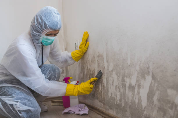 Best Mold Remediation  in Brilliant, OH