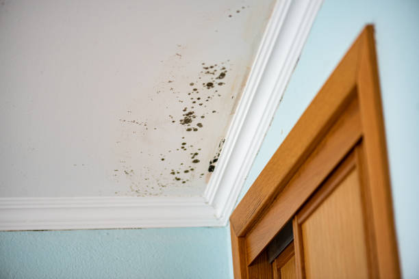 Best Commercial Mold Removal  in Brilliant, OH