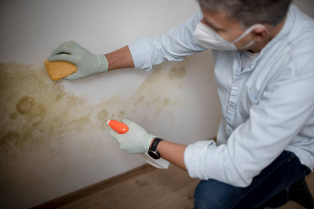 Best Mold Cleaning Services  in Brilliant, OH