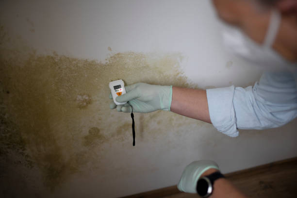 Best Local Mold Removal Service  in Brilliant, OH
