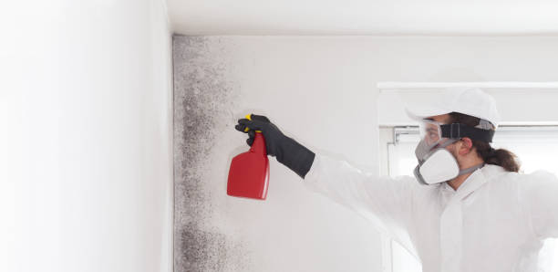 Best Attic Mold Removal  in Brilliant, OH