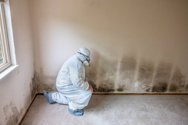 Best Mold Cleaning Services  in Brilliant, OH