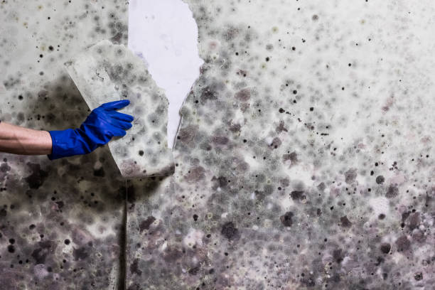 Best Certified Mold Removal  in Brilliant, OH